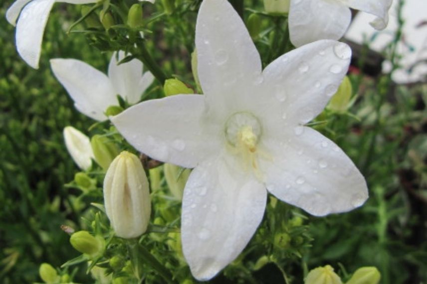 La floraison de la campanule pyramidale blanche