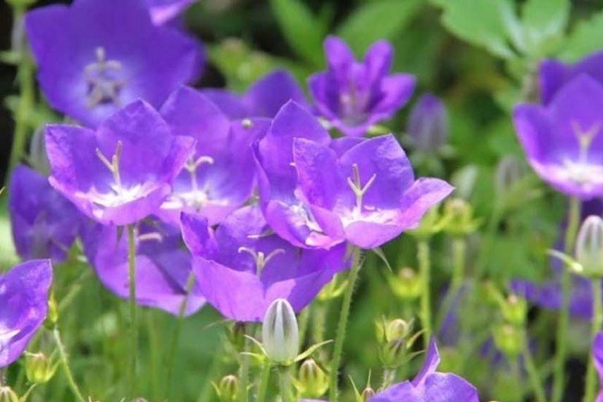 Les fleurs de la campanule carpatica 'Clips Bleue'