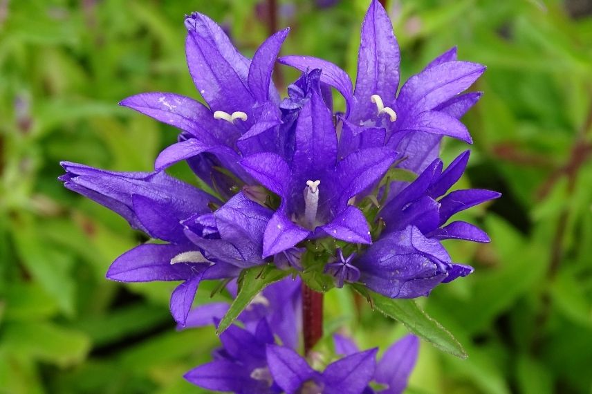 Les fleurs de la Campanula glomerata 'Acaulis'