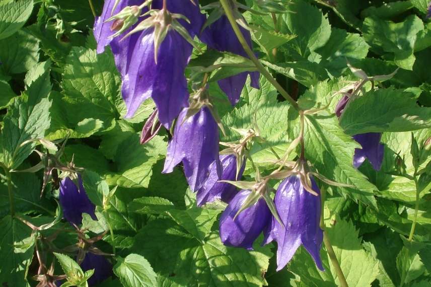 Les fleurs de la campanule 'Kent Belle'