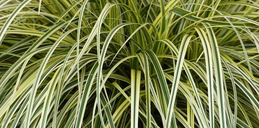 Le feuillage rubané vert marginé de blanc du Carex 'Feather Falls'