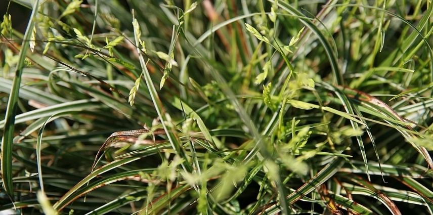 Le feuillage vert sombre marginé d’argent du Carex Conica 'Snowline'