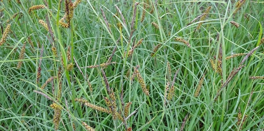 Le beau feuillage bleu du Carex Flacca ‘Blue Zinger’