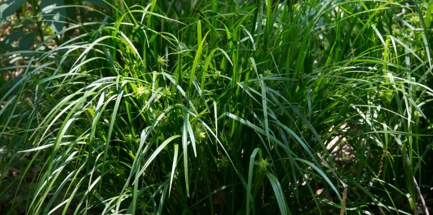 Le Carex Grayi forme une touffe ronde et dense d’un vert tendre.