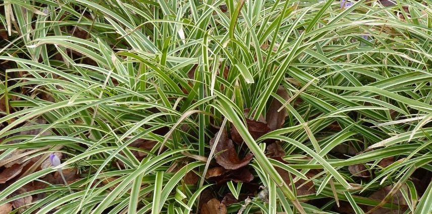 L’étonnant Carex Morrowii ‘Ice Dance’ avec son feuillage vert émeraude, marginé de blanc.