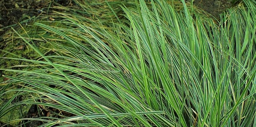 Le feuillage vert marginé de crème du Carex Morrowii ‘Variegata’