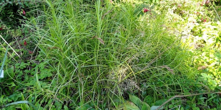 Le Carex Muskingumensis arbore un feuillage vert clair, lumineux.