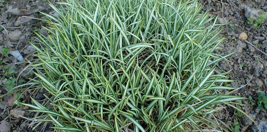 Le Carex Ornithopoda ‘Variegata’ propose un feuillage blanc crème avec du vert en bordure.