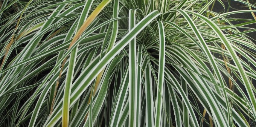 Le feuillage vert-bleuté marginé de blanc du Carex Oshimensis 'Everest'