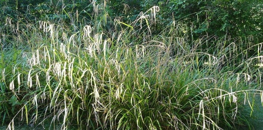 Le Carex Pendula arbore un feuillage vert foncé d’un côté et vert clair bleuté de l’autre.