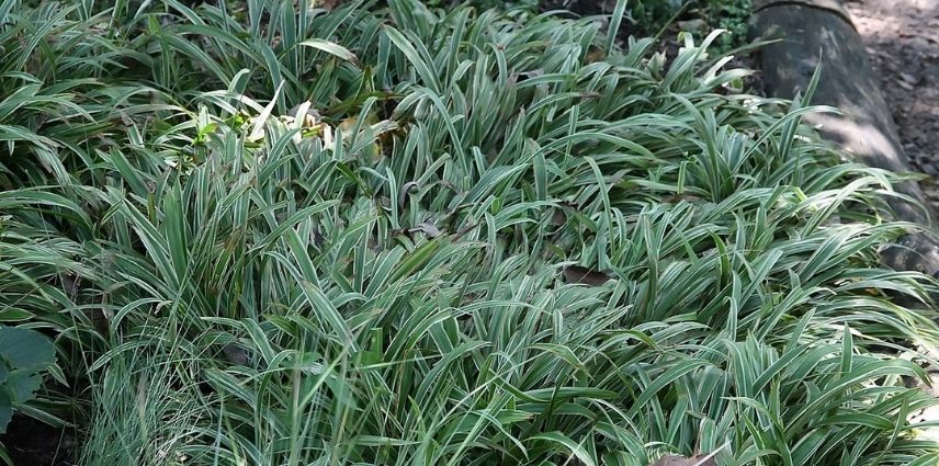 Le feuillage vert vif, marginé et strié de blanc du Carex Sideristicha 'Variegata'