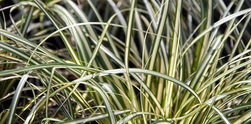 Le feuillage vert surligné d’un trait jaune crème du Carex Oshimensis 'Evergold'