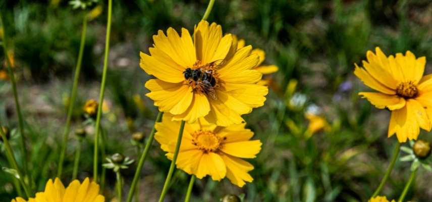 plante vivace mellifere, plante attirer abeille, vivace attirant abeille, vivace attirer abeille