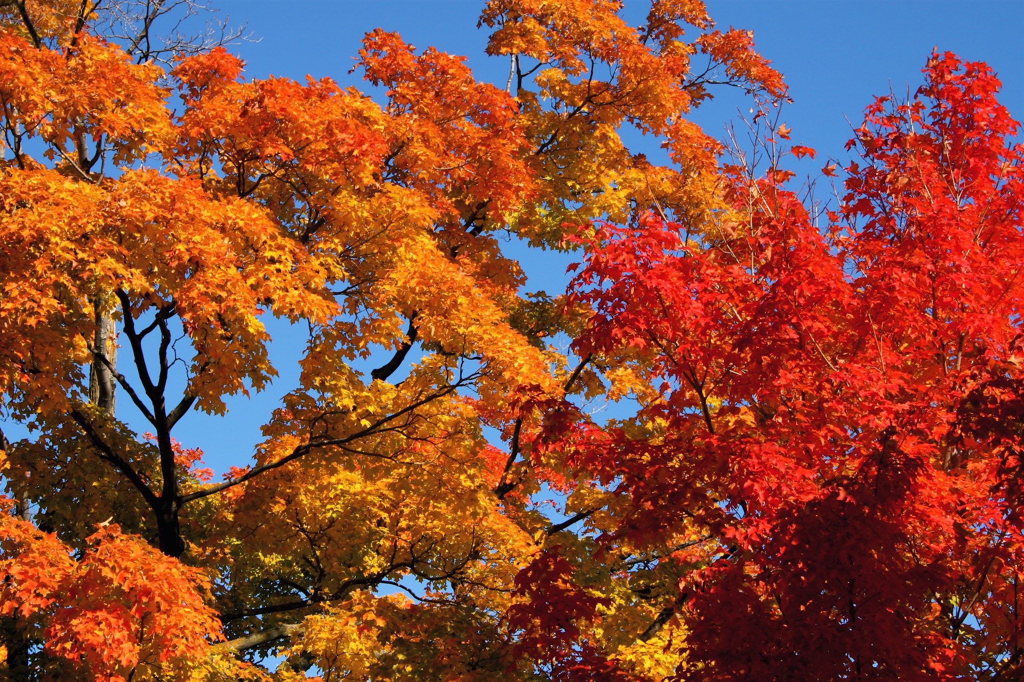 Les plus beaux érables, érables remarquables, Acers remarquables, plus beaux Acers