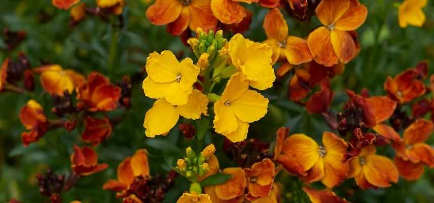 plante vivace mellifere, plante attirer abeille, vivace attirant abeille, vivace attirer abeille