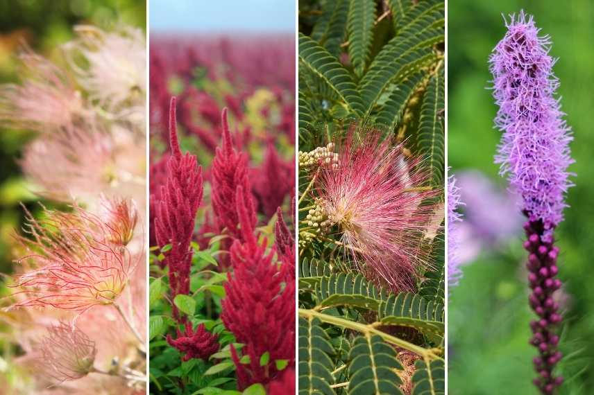 Plantes doudou, fleurs douces, feuillages doux, Lagurus ovatus, queue de lievre