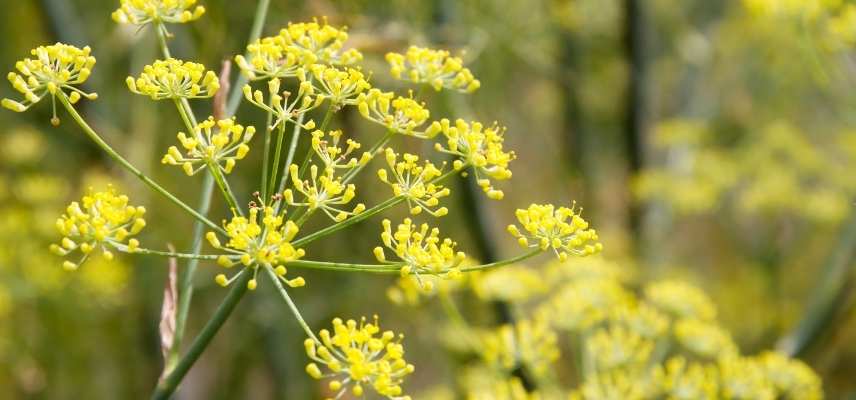 plante vivace mellifere, plante attirer abeille, vivace attirant abeille, vivace attirer abeille