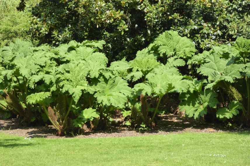 plante feuille géante, plante feuille énorme, vivace feuilles géantes