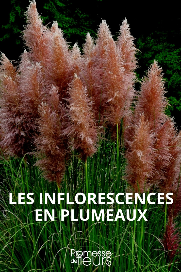 Les inflorescences en plumeaux - Promesse de Fleurs