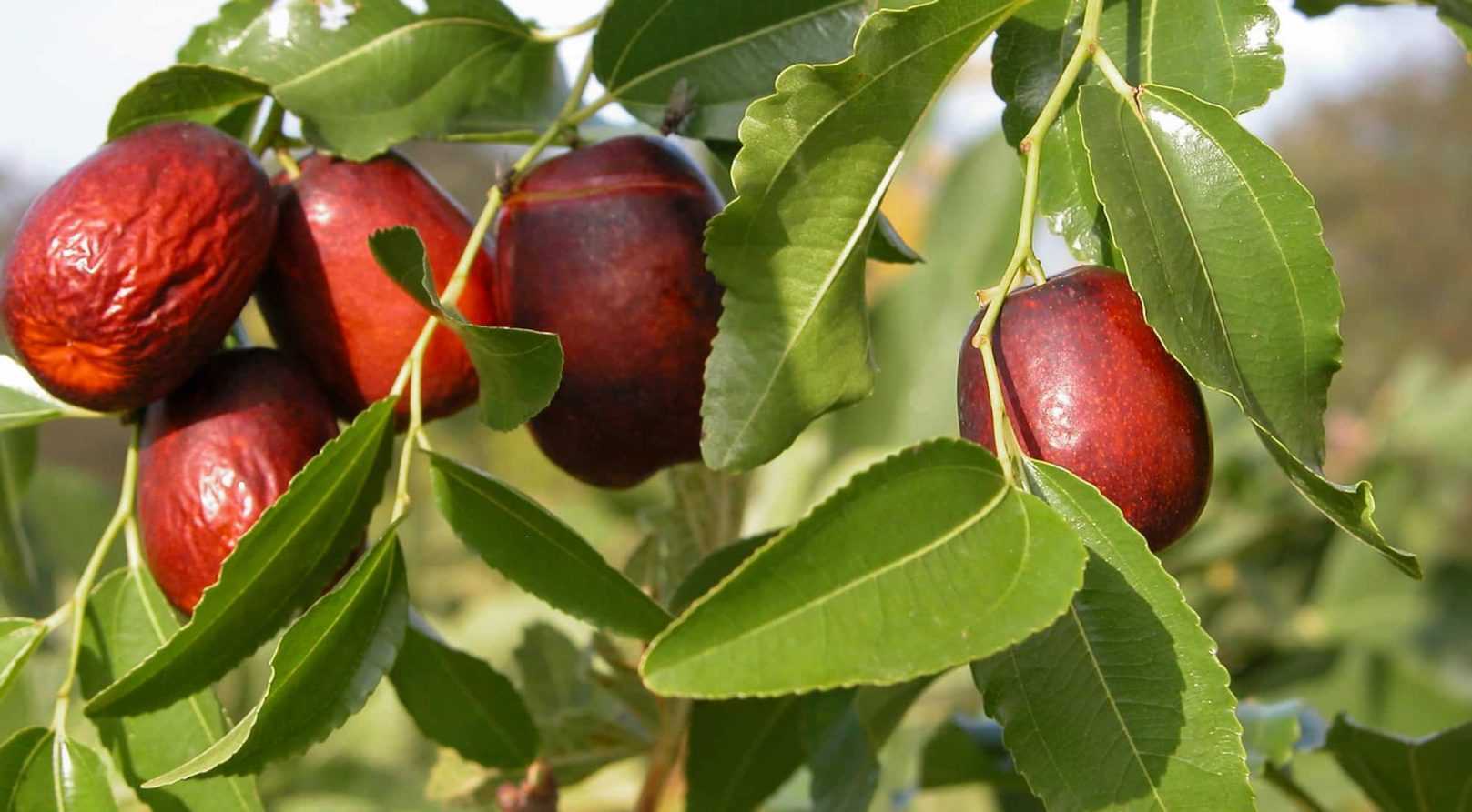 Le jujubier : planter, tailler et entretenir