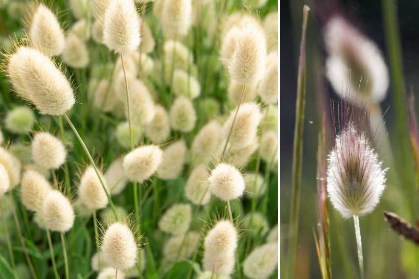 Plantes doudou, fleurs douces, fleurs vaporeuses, graminée soyeuse