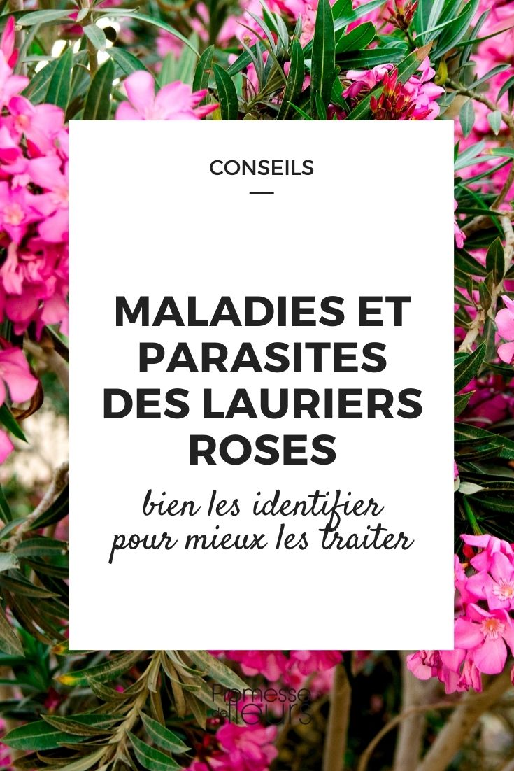 maladies parasites laurier rose ou nerium oleander