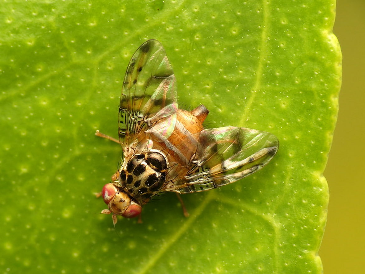 Mouche méditerranéenne 