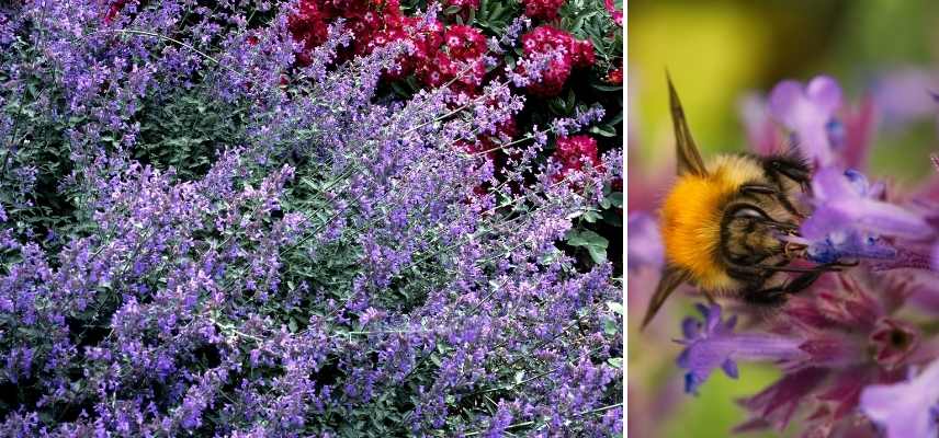 plante vivace mellifere, plante attirer abeille, vivace attirant abeille, vivace attirer abeille