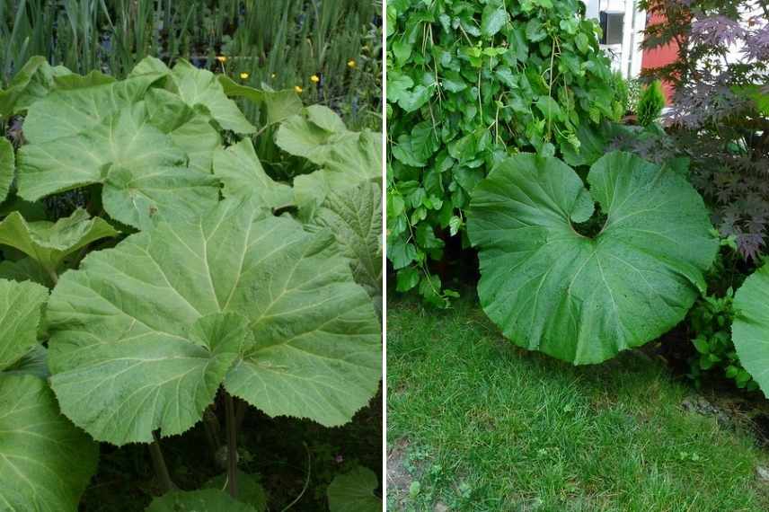 plante feuille géante, plante feuille énorme, vivace feuilles géantes