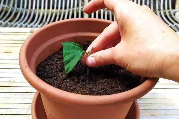 Comment faire une bouture d'hibiscus arbustif ?