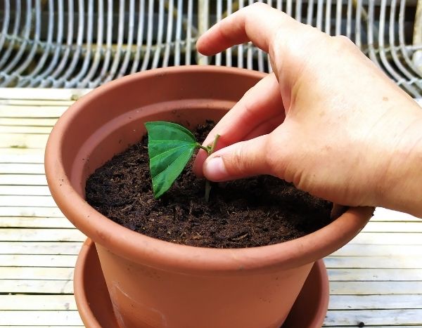 Comment faire une bouture d'hibiscus arbustif ?