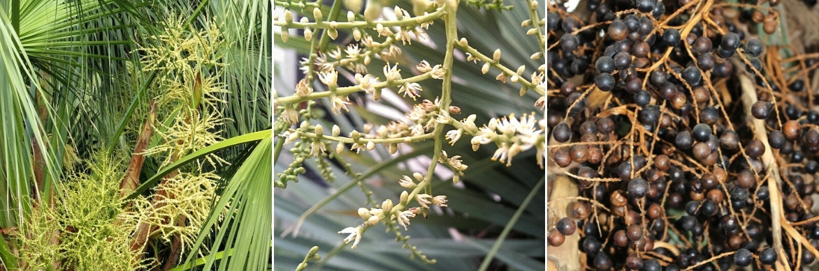 Fleurs et fruits du Sabal