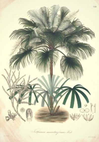 Illustration botanique représentant le Sabal mauritiiformis
