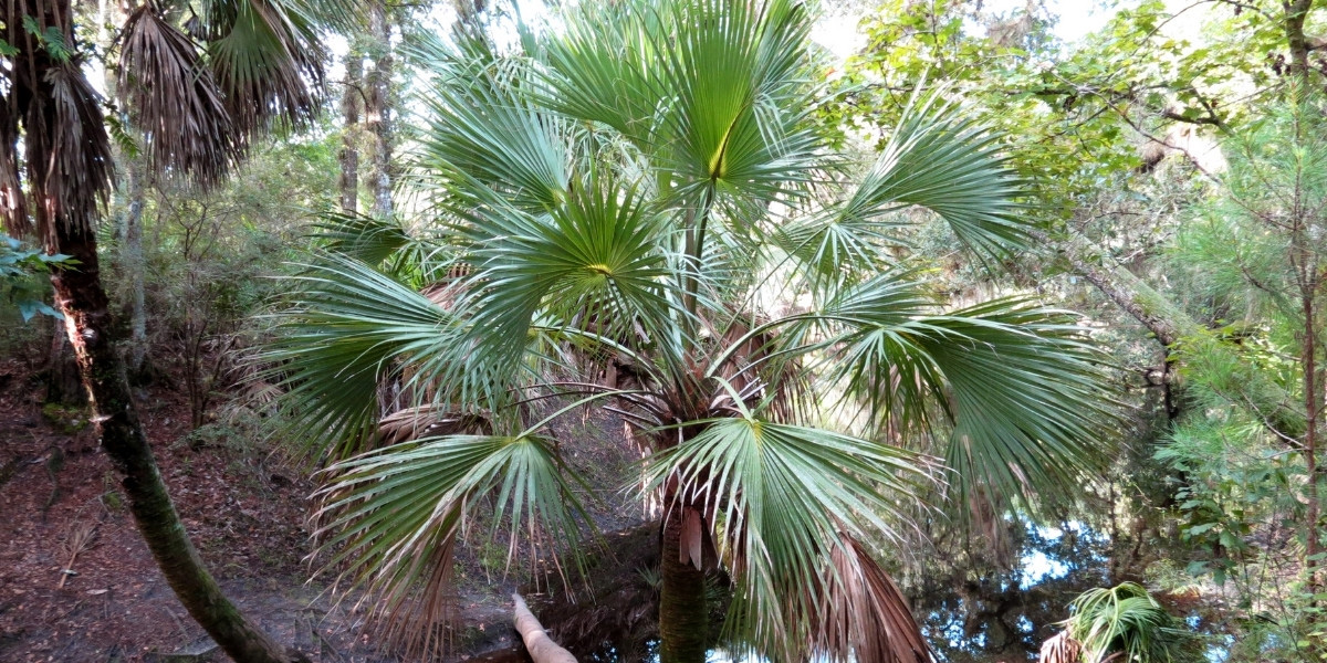 Le palmier Sabal palmetto