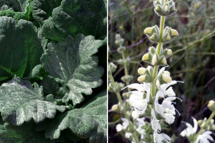 plantes doudous, feuillage doux, feuillage laineux, feuillage duveteux, feuillage grisé