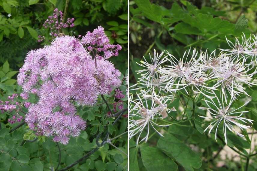 Plantes doudou, fleurs douces, feuillages doux