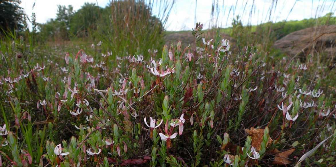 Vaccinium macrocarpon, canneberge, cranberry