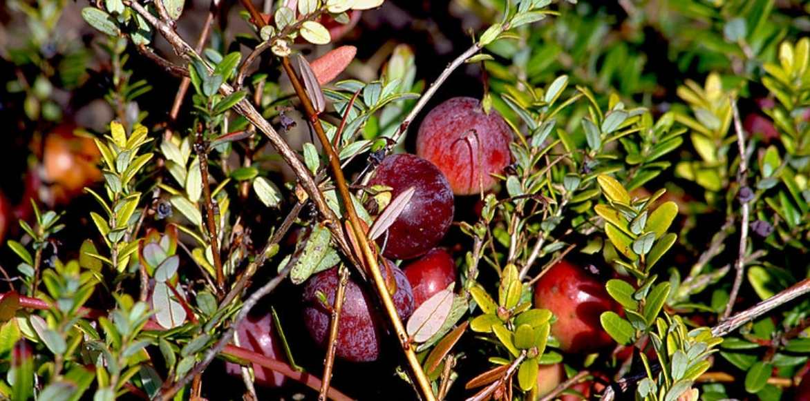 Vaccinium macrocarpon, canneberge, cranberry