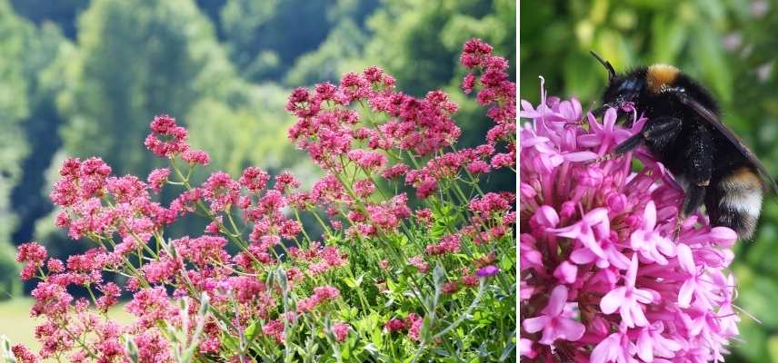 plante vivace mellifere, plante attirer abeille, vivace attirant abeille, vivace attirer abeille