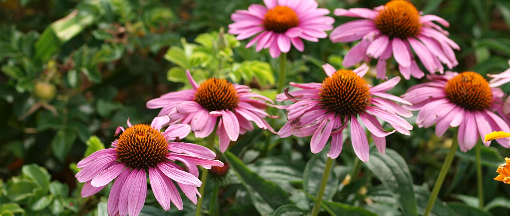 10 plantes vivaces à floraison de fin d'été