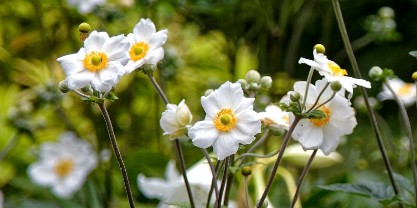 Les fleurs blanches de l'anémone japonaise 'Honorine Jobert' 