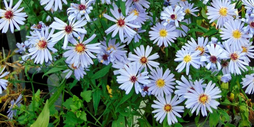 Les fleurs bleu pâle de l'Aster 'Little Carlow'