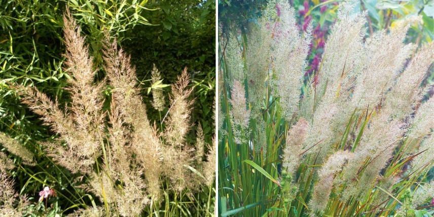 La floraison vaporeuse de l'Herbe-aux-Diamants