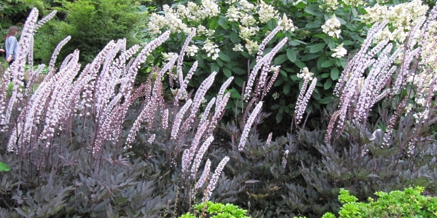 La floraison blanche et le feuillage sombre du Cimicifuga 'Brunette'