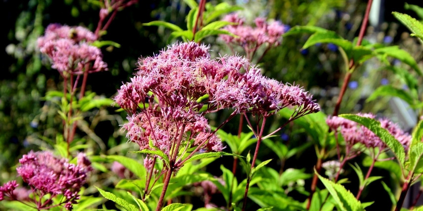 La floraison de l'eupatoire pourpre