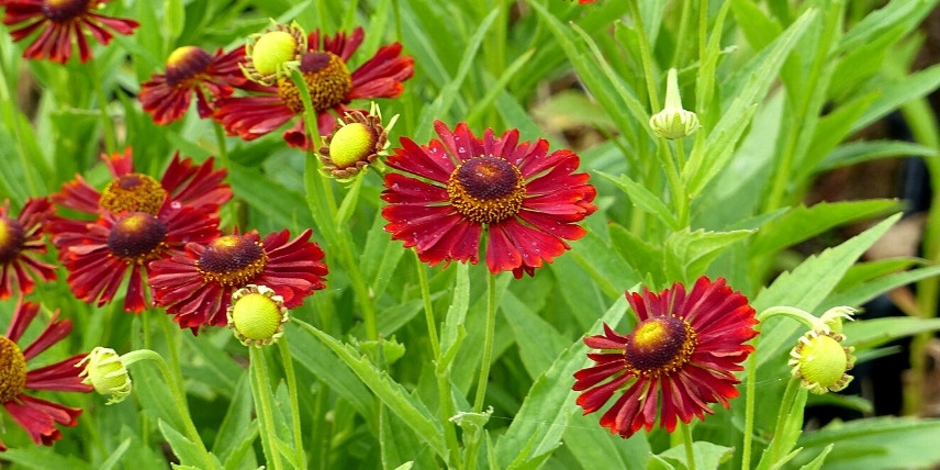 Les fleurs rouges de l'Helenium 'Siesta'