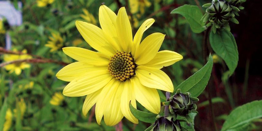 Les fleurs jaunes de l'Helianthus 'Lemon Queen'