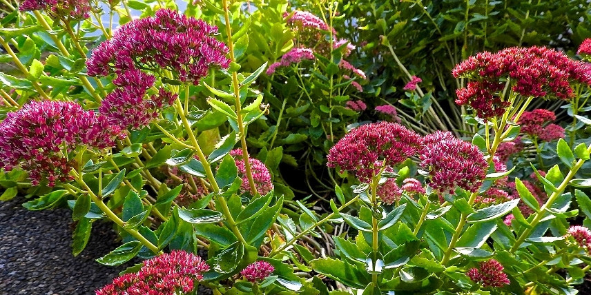 La floraison du Sedum 'Autumn Joy' ou 'Herbstfreude'