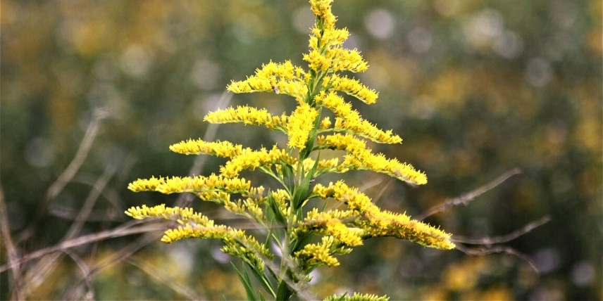 La floraison du solidage, aussi appelé verge d'or