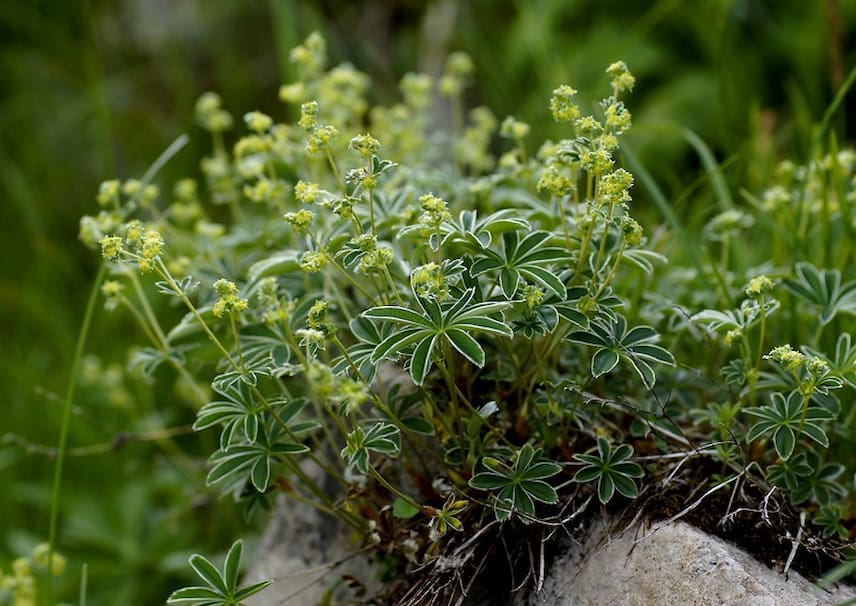 alchemilla alpina